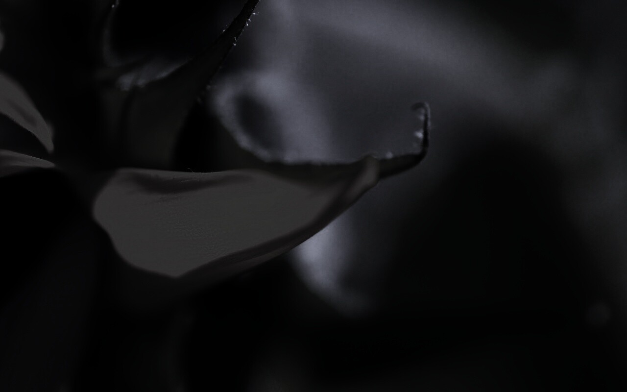 Солнечный цветок обои