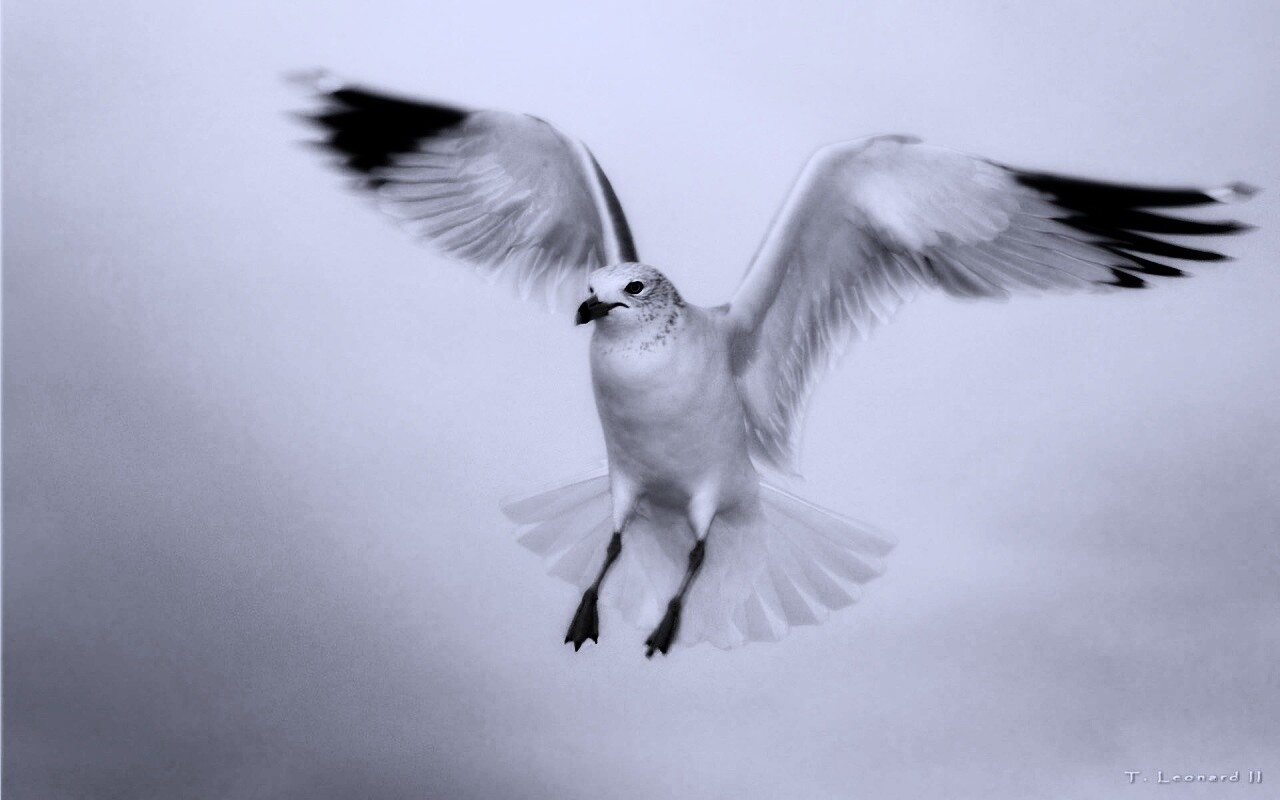 Гордая белая птица обои