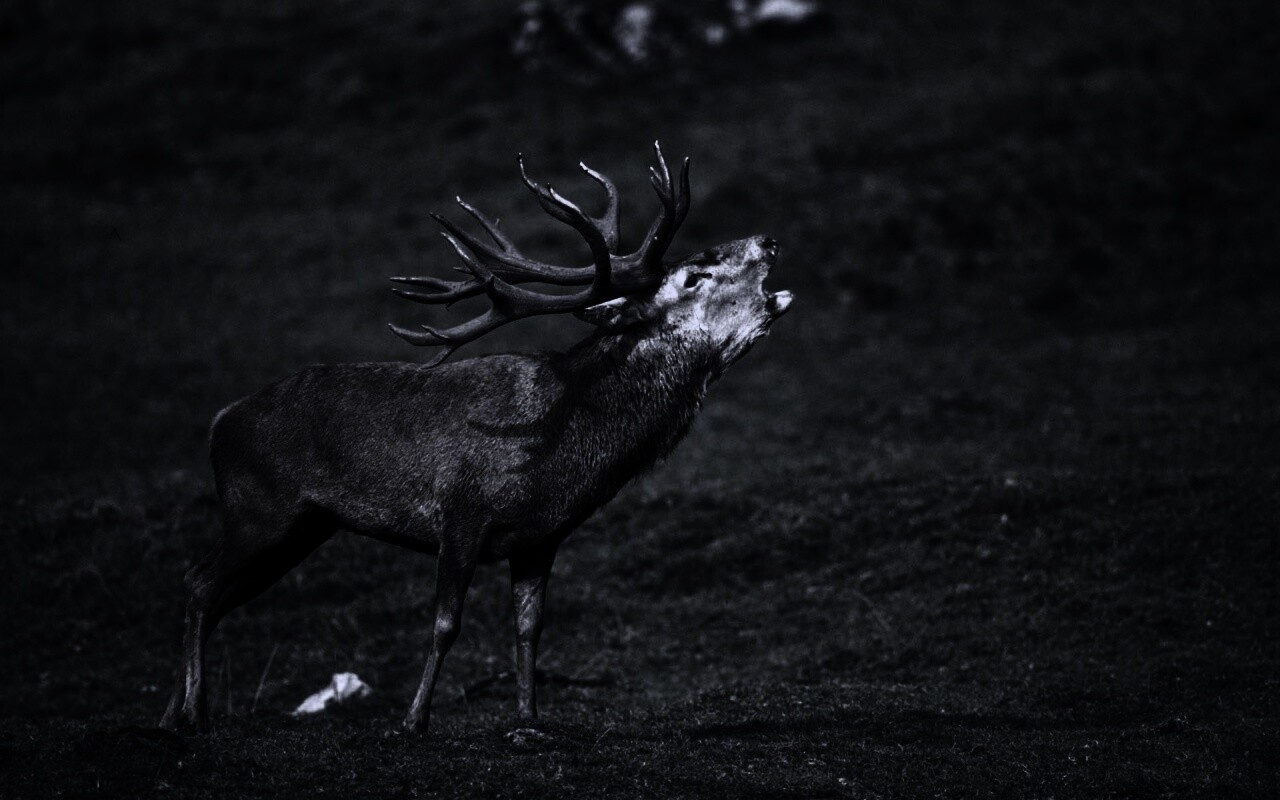 Лось зовёт сородичей обои