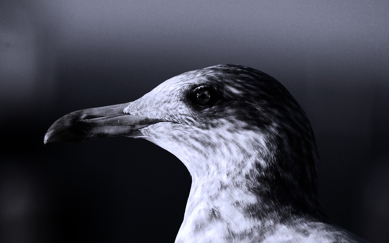 Птичка с длинным клювом обои