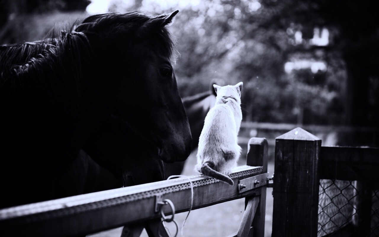 Друзья обои