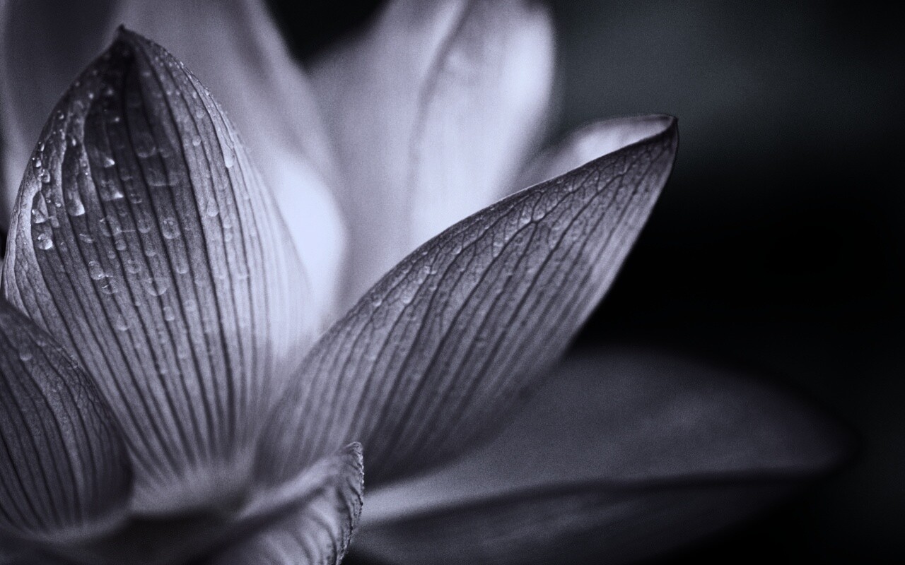 Лепестки цветов обои