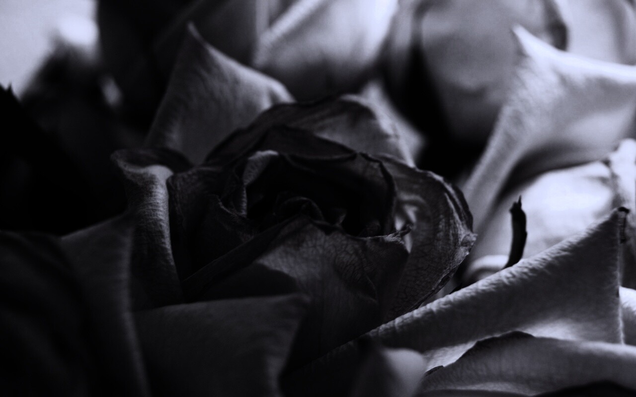 Увядающая роза обои