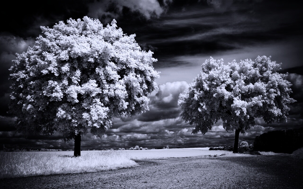 Деревья в цвету обои