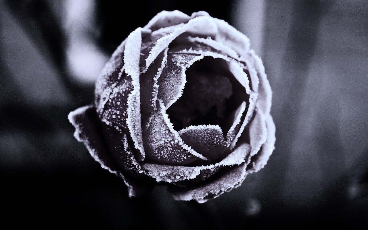 Роза в иние обои