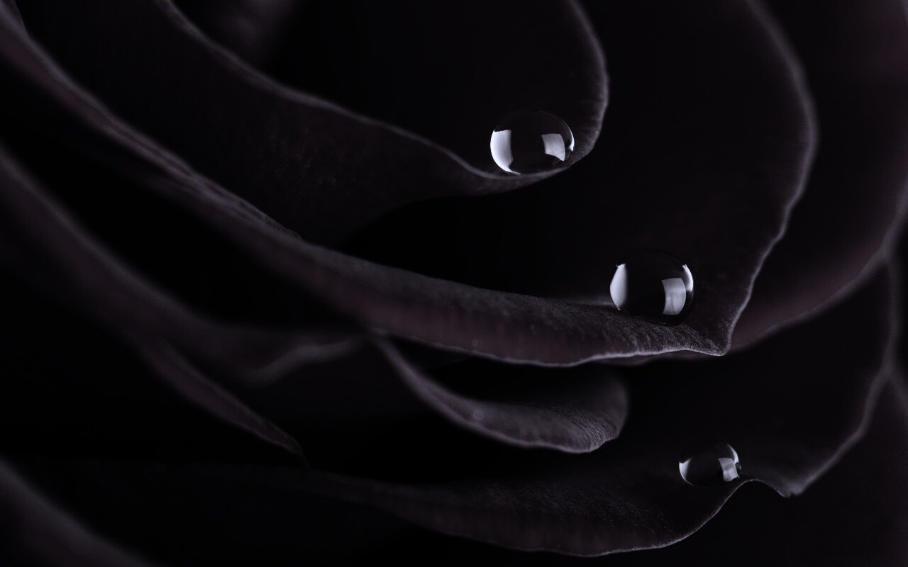 Капли росы на лепестках розы обои