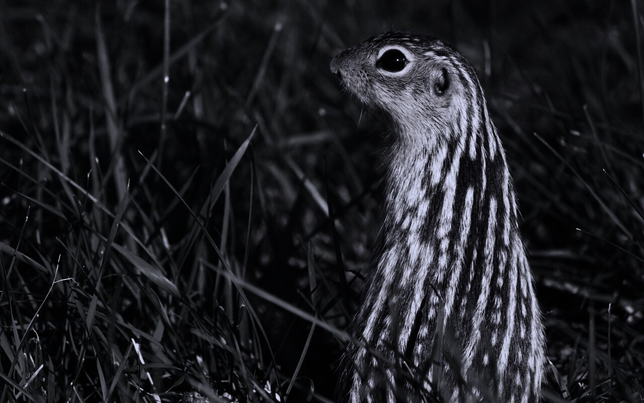 Сурок в стойке обои
