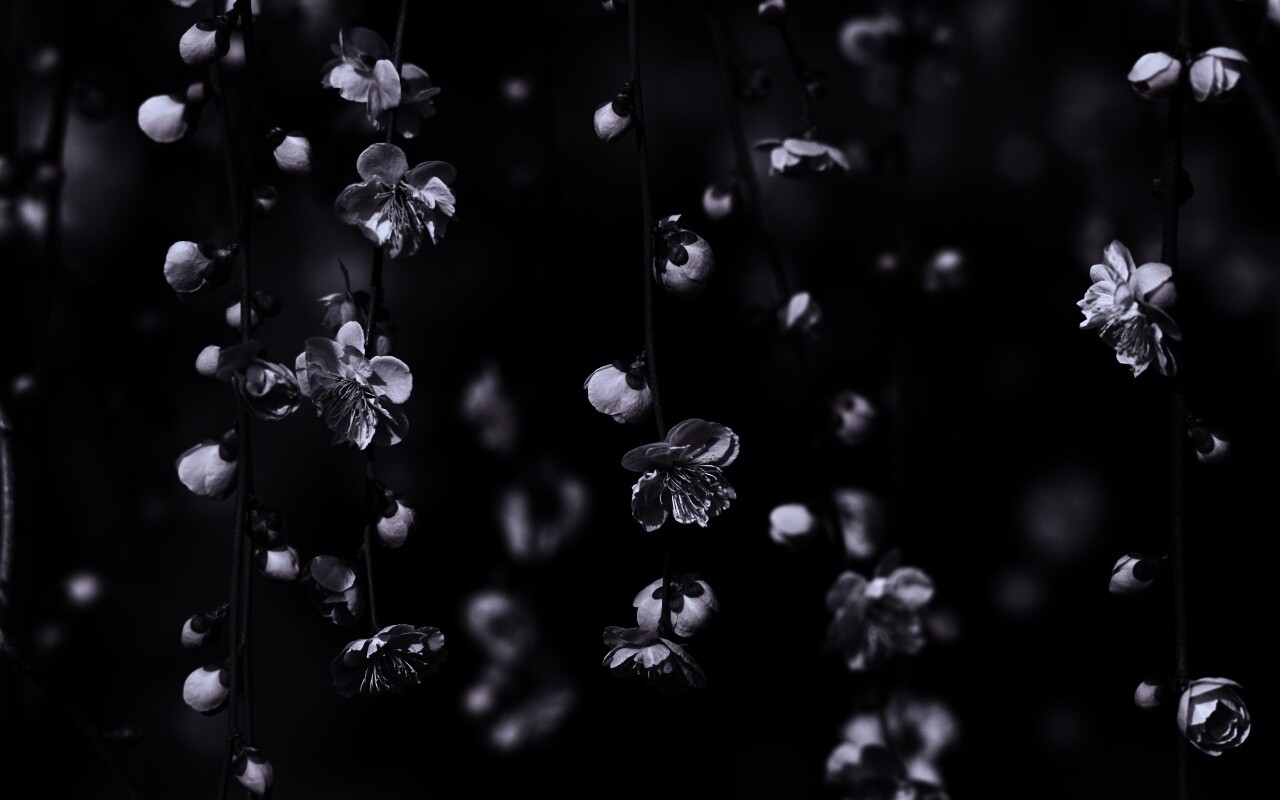 Веточки цветущего дерева обои