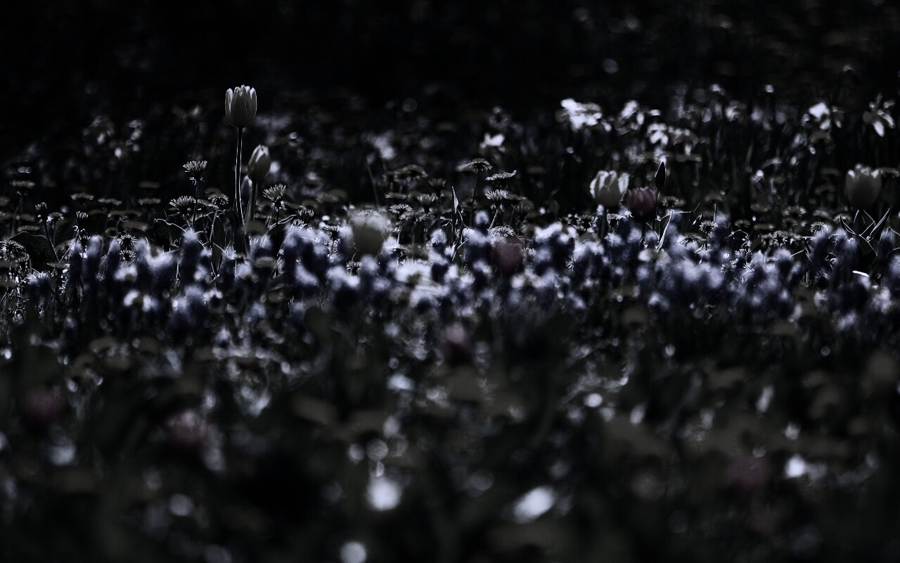 Все краски весны обои