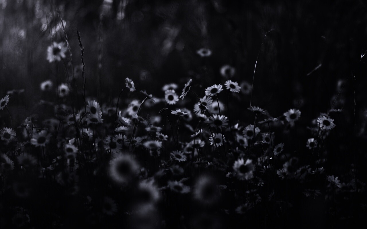 Поле ромашек обои