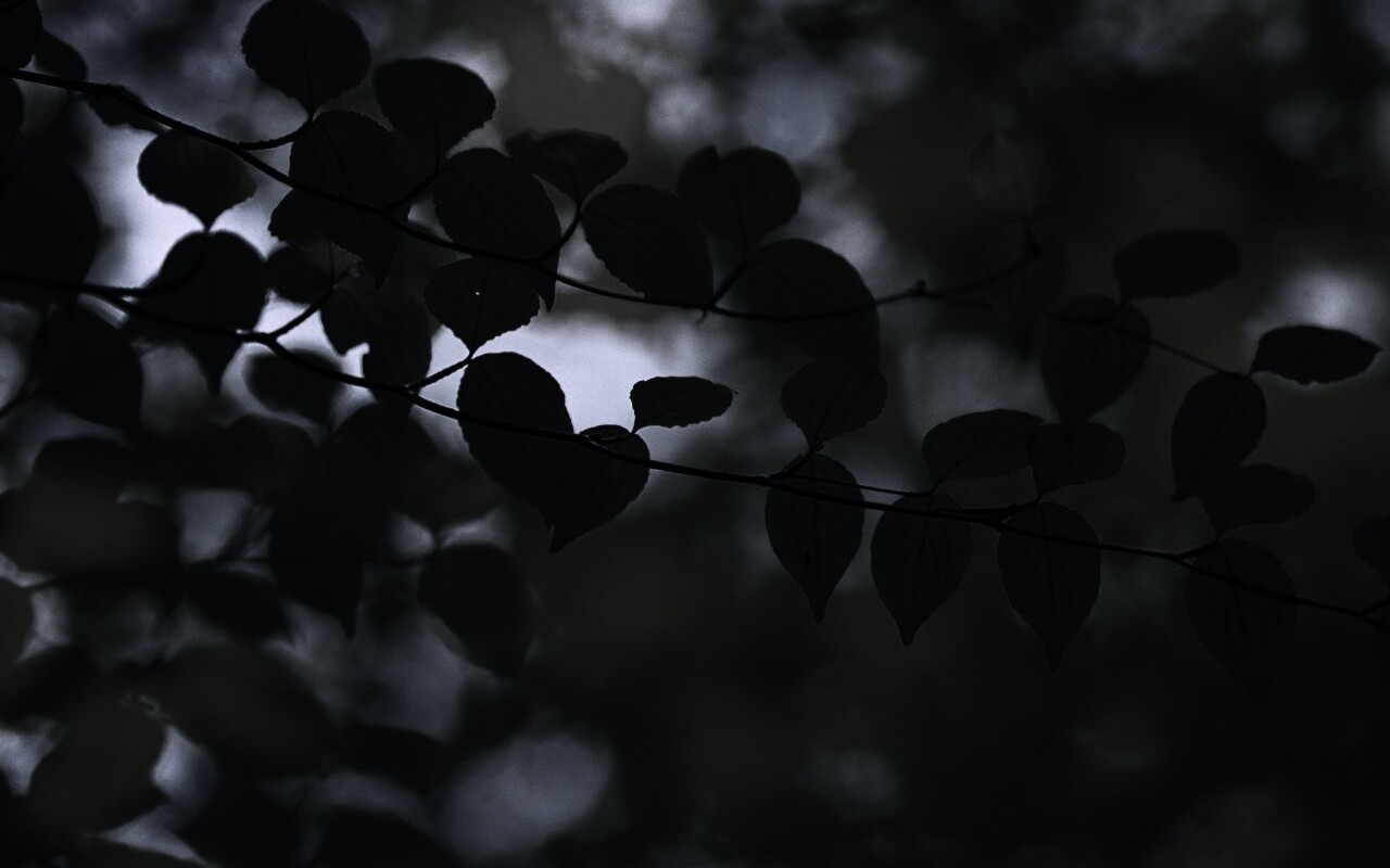 Ветка яркой зелени обои