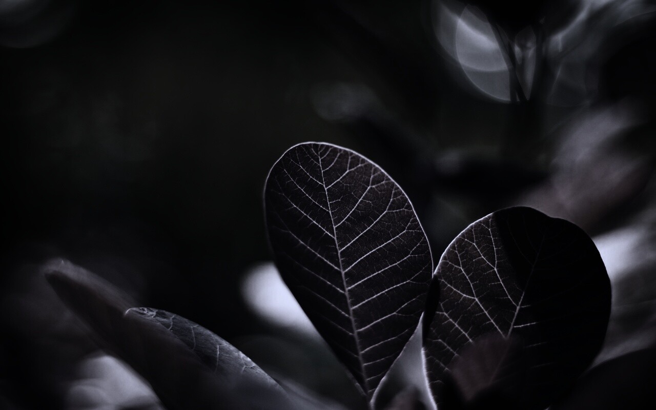 Красные листья обои