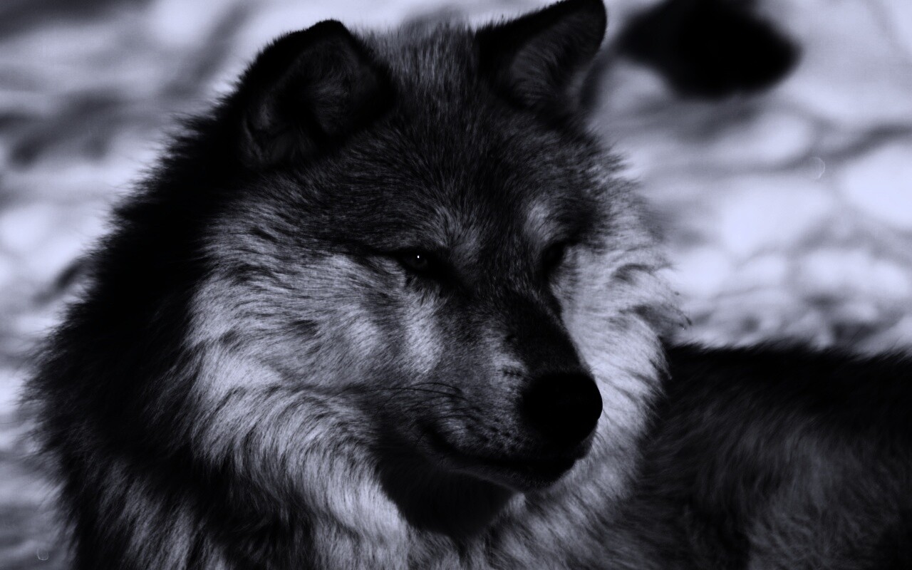 Лайка на снегу обои