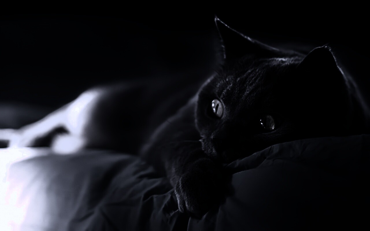 Персидский кот на кровати обои