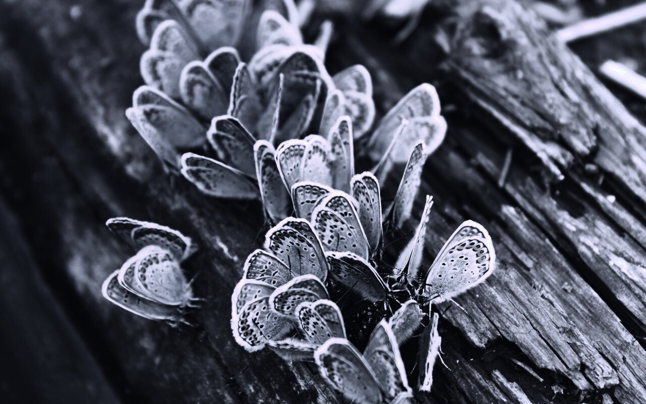 Голубые бабочки обои