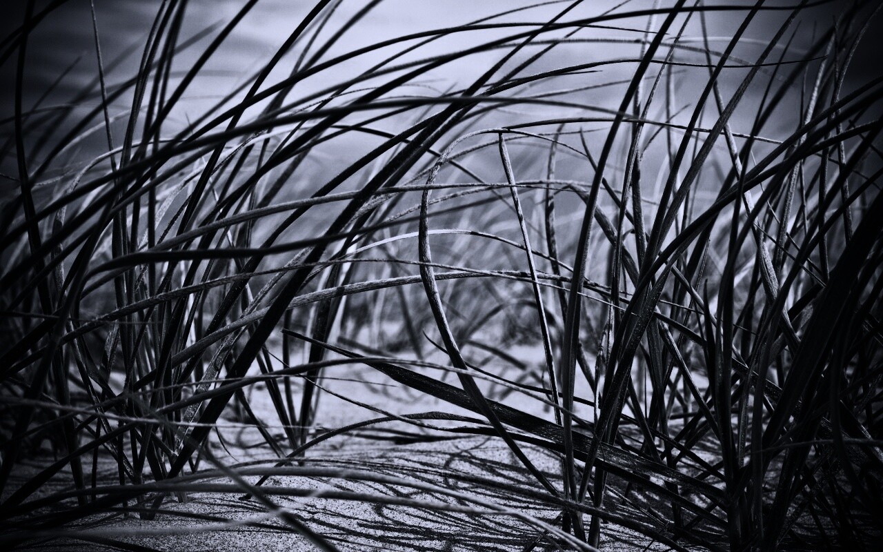 Трава на песке обои