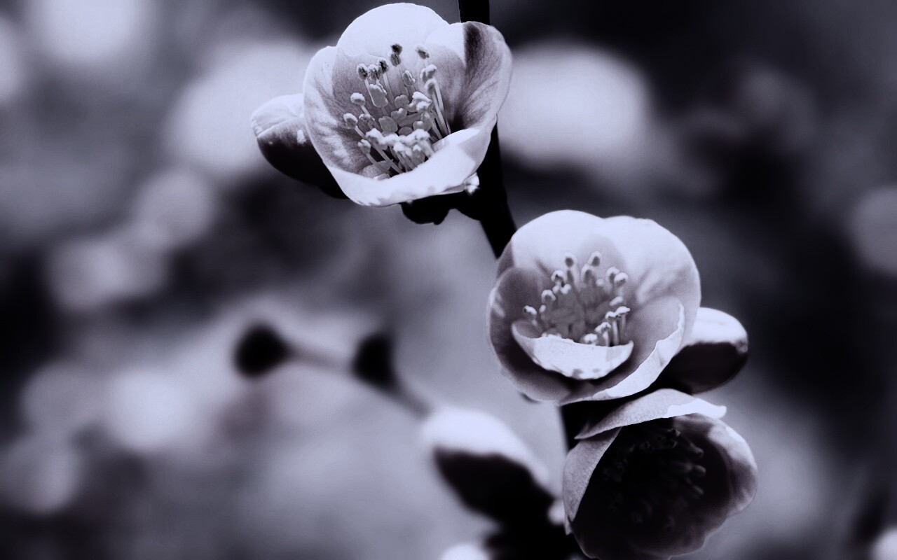 Великолепный цветок обои