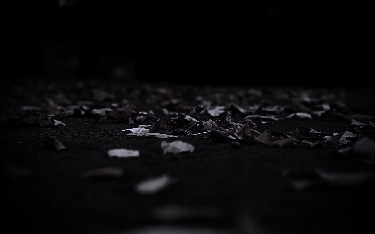 Дорога в листьях  обои