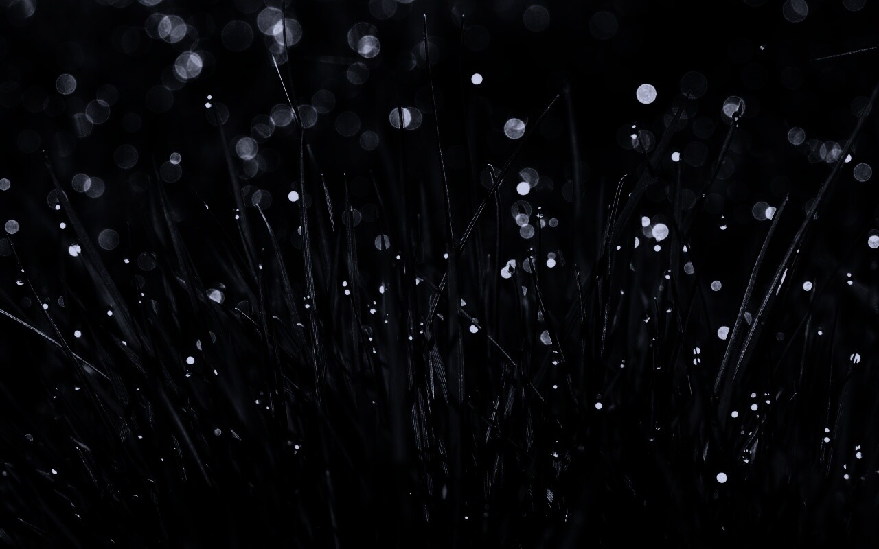 Трава ночью обои