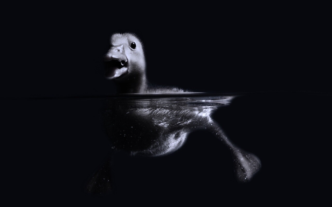 Утёнок в воде обои