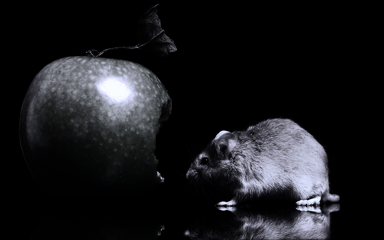 Мышь надкусила яблоко обои