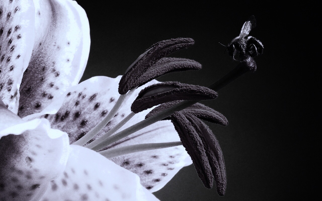 Трудолюбивая пчела на прекрасном цветке обои