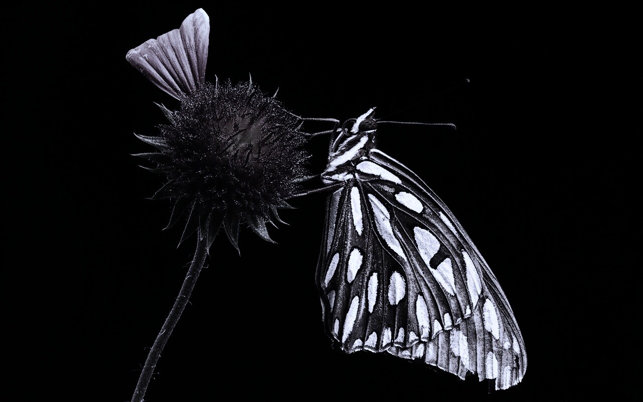 Бабочка на цветке обои