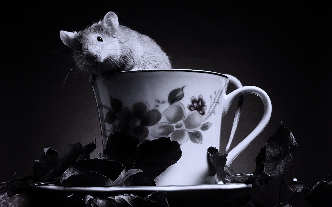 Мышонок выбирается из чашки обои