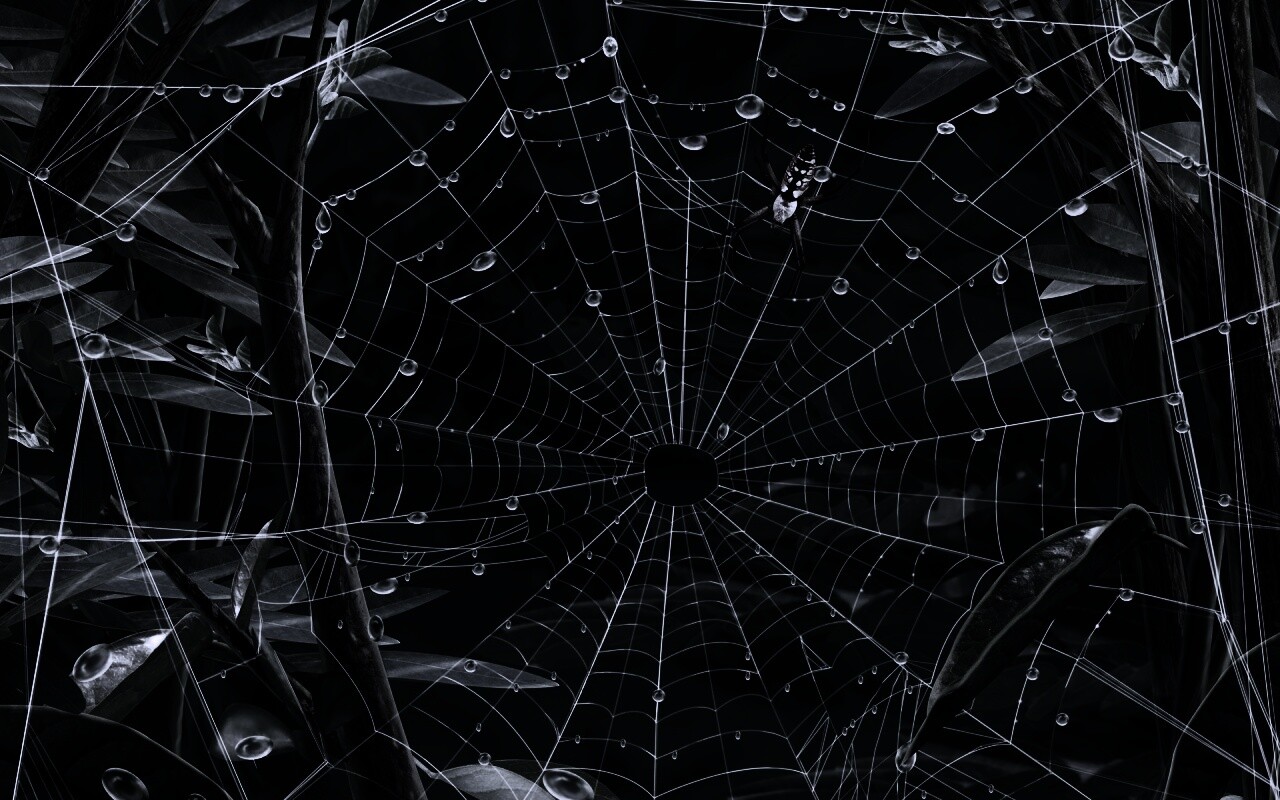 Паутина и паук обои