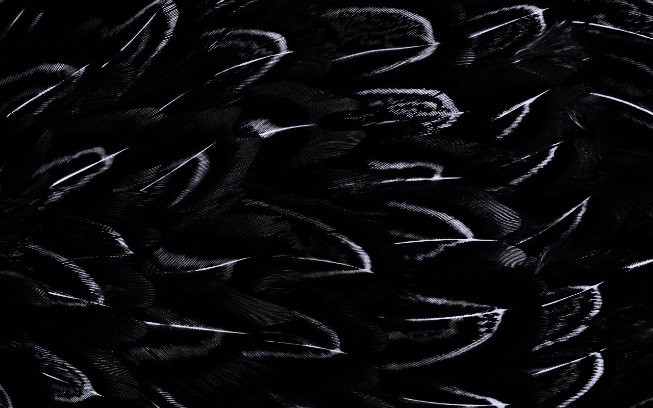 Красивые перья обои