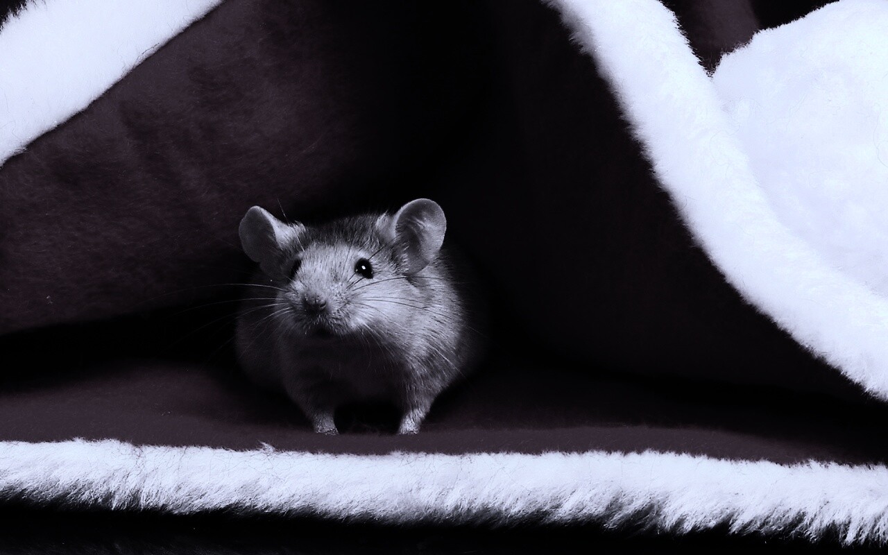 Толстый новогодний мышонок обои