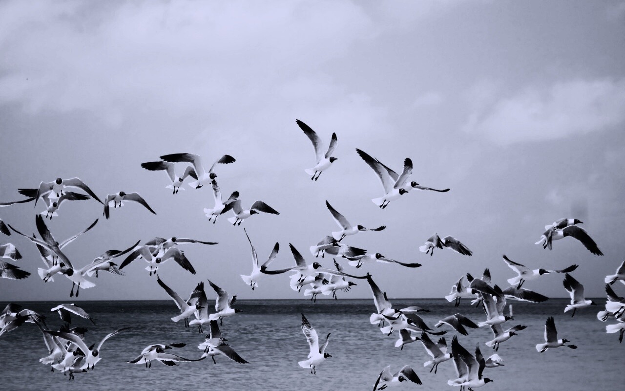 Стая взлетающих чаек обои