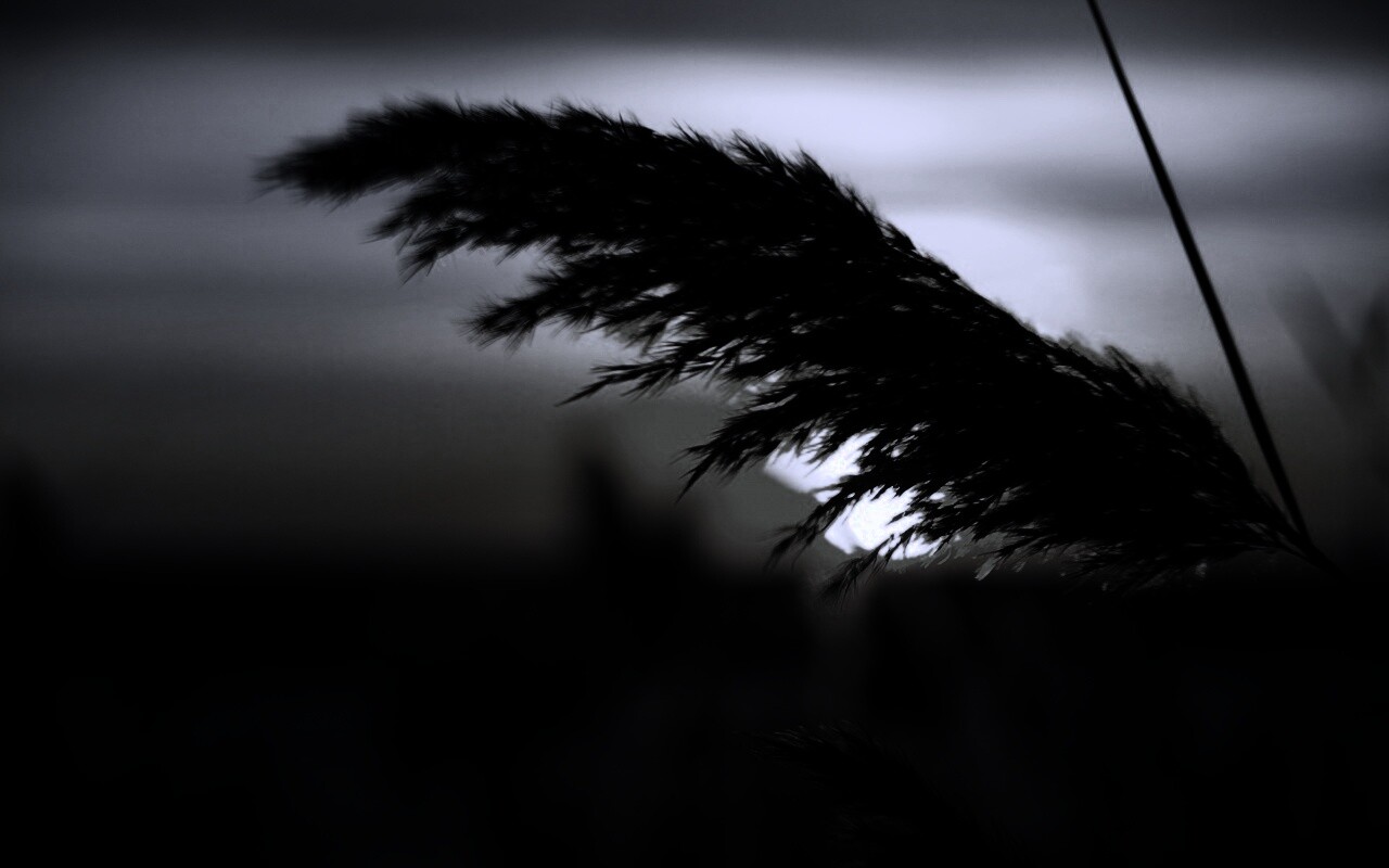 Камыш на закате обои