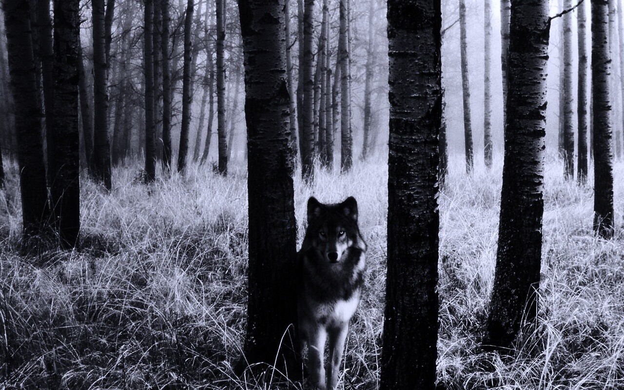 Волк в лесу обои