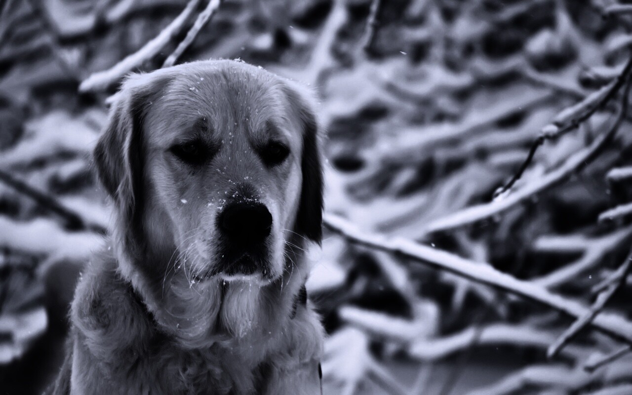 Собака зимой обои