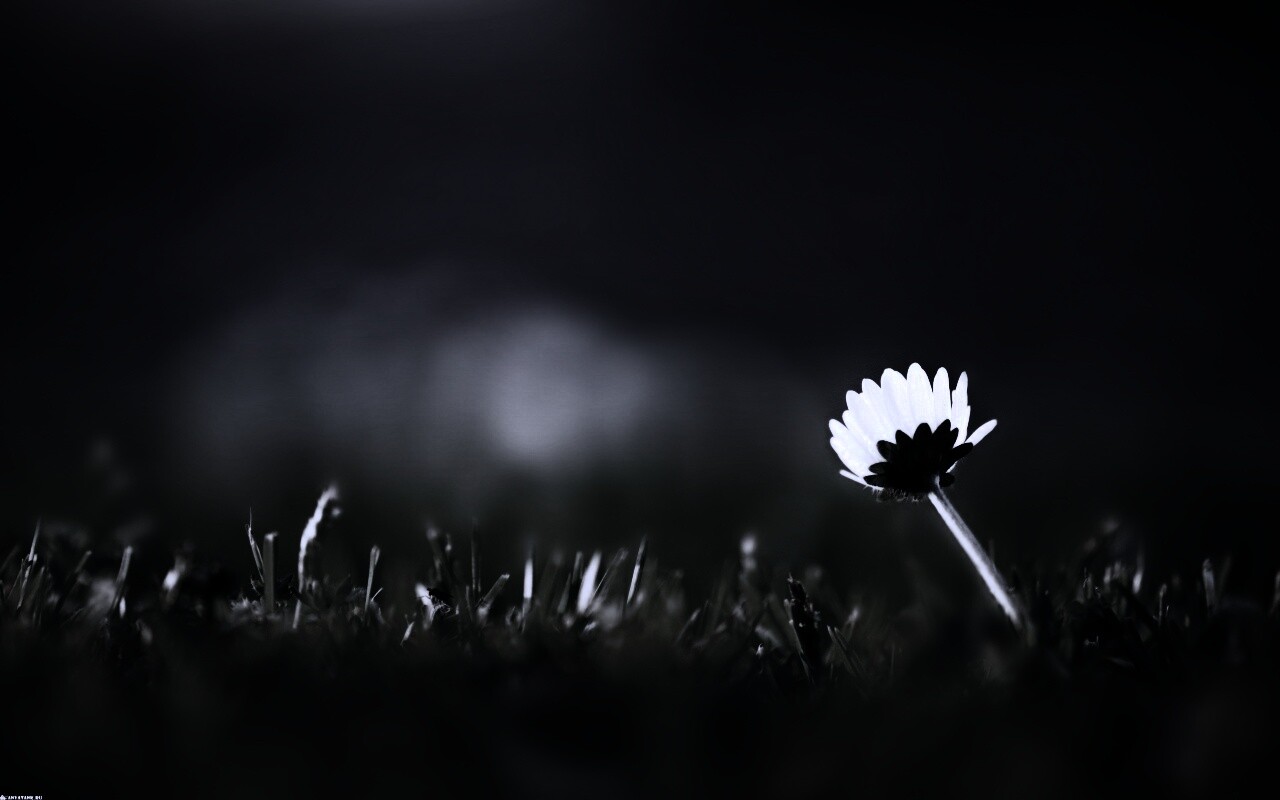 Цветок на траве обои