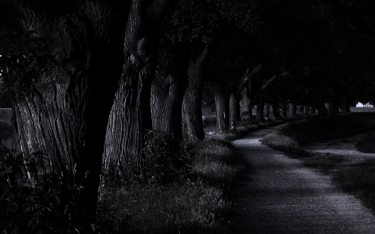 Аллея старых раскидистых деревьев обои