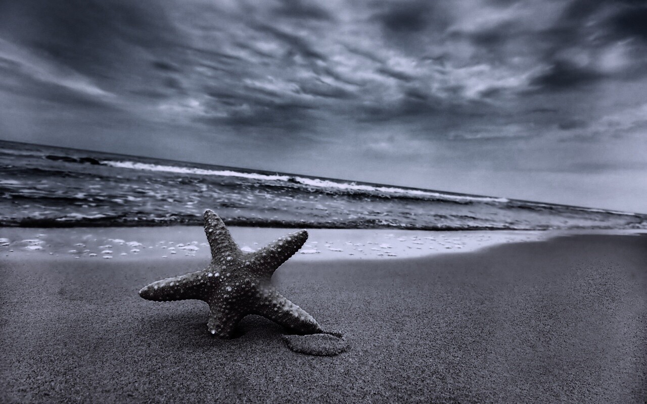 Морская звезда в песке обои