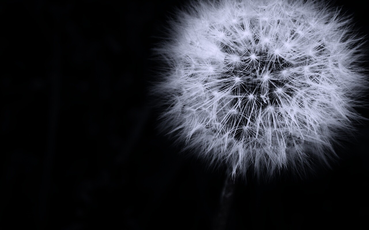 Одуванчик обои