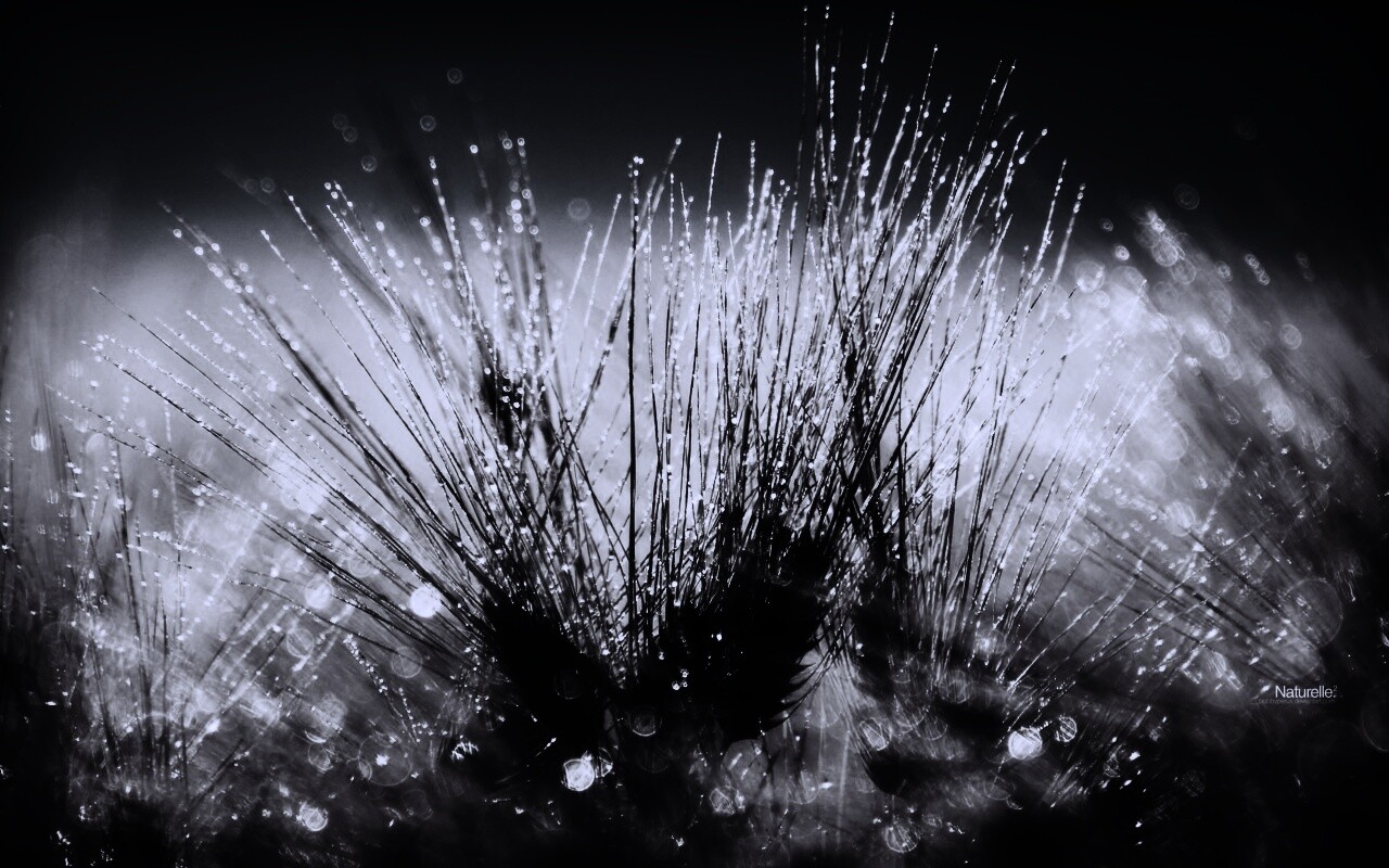 Трава на солнце обои