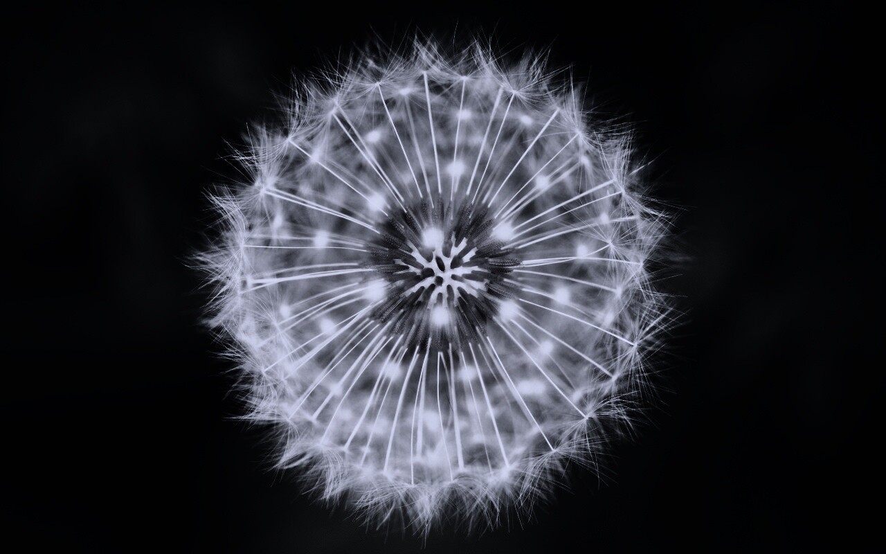 Макро фотография одуванчика обои