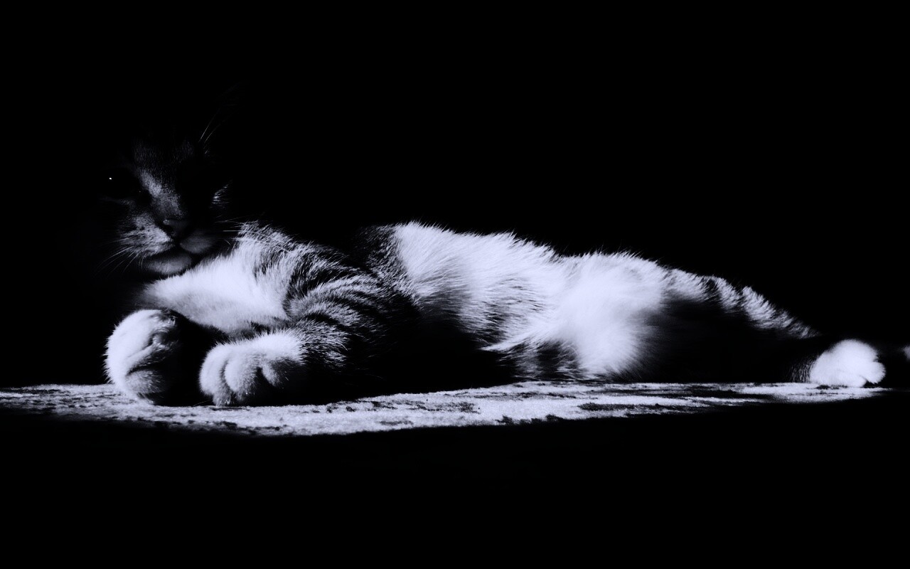 Котик в тени обои