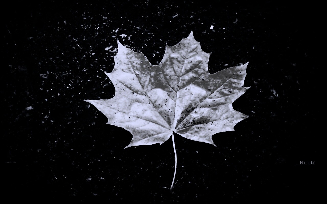 Желтый лист обои