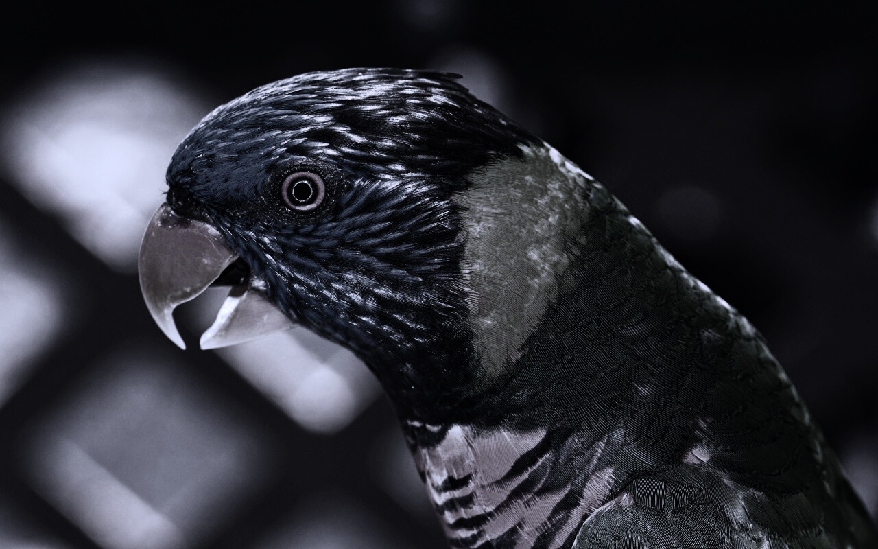 Красноглазйы попугай обои