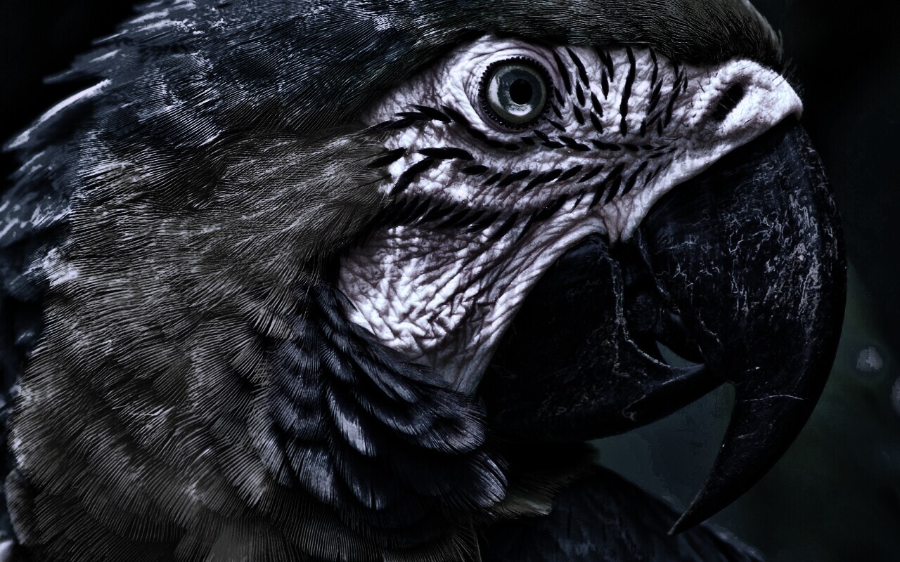 Попугай обои