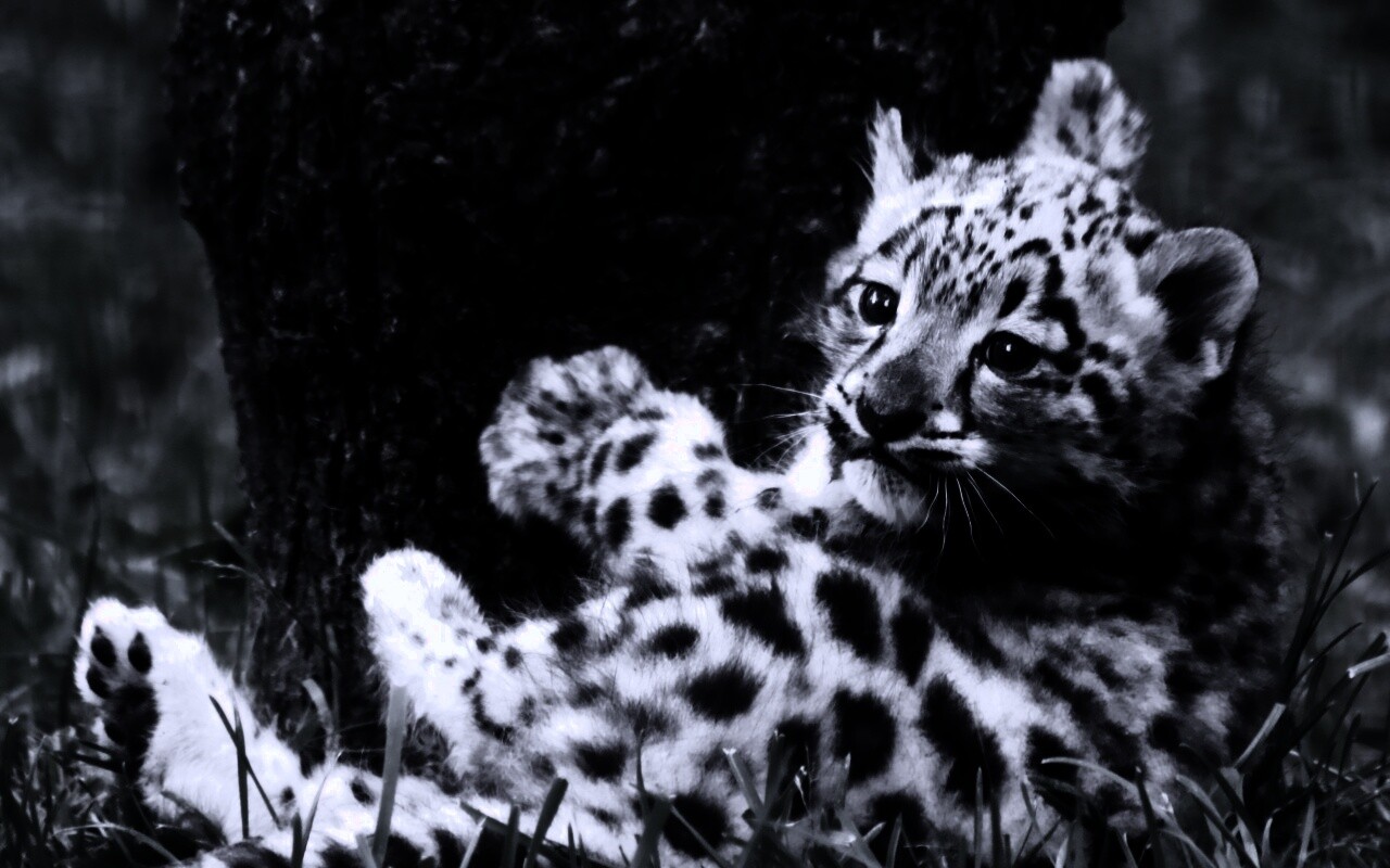 Котенок большой дикой кошки обои