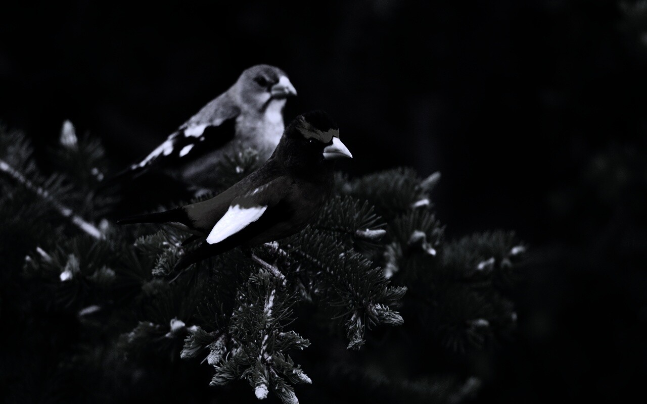 Птички с зелёными клювами обои