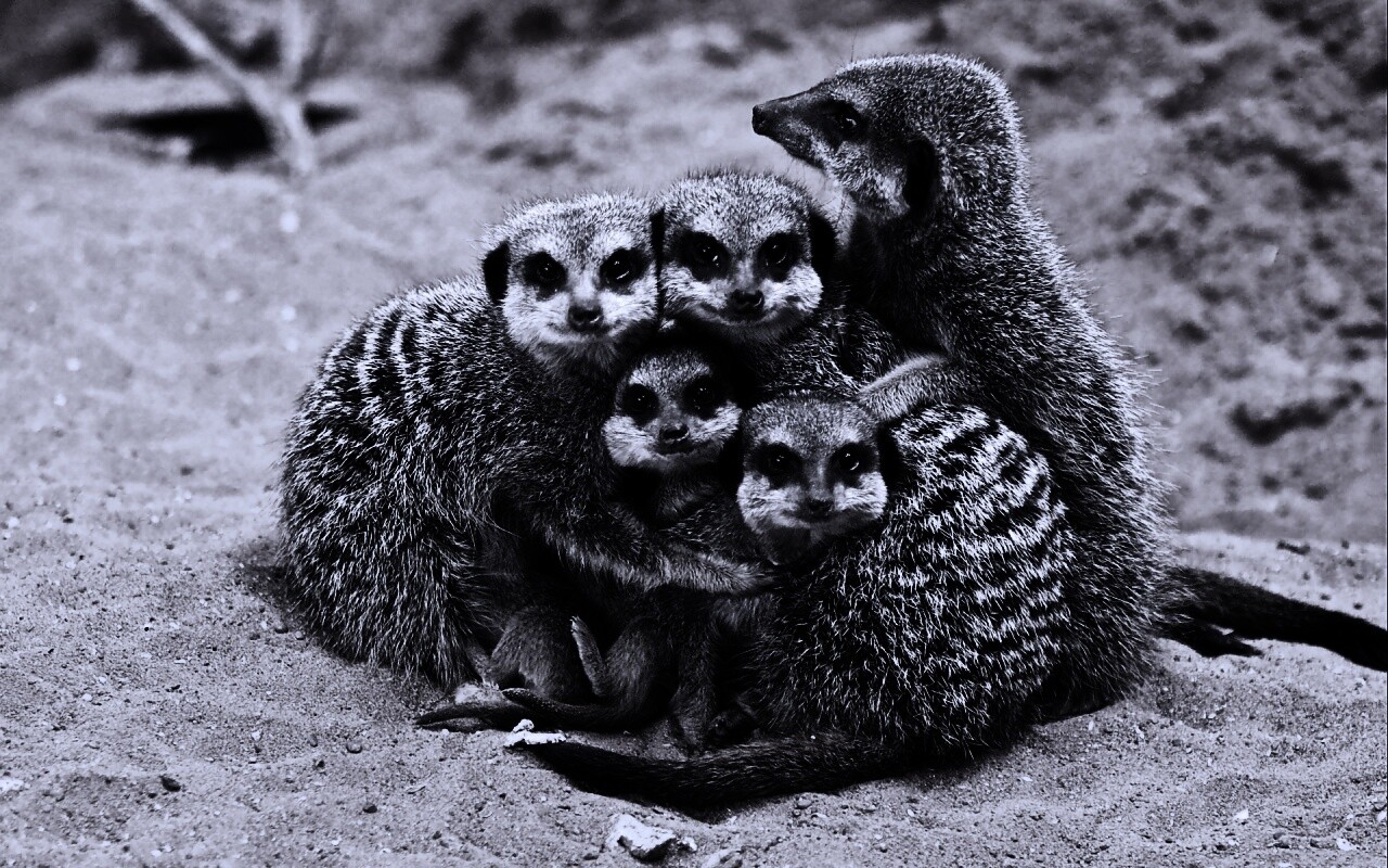 Семейство сурикатов обои