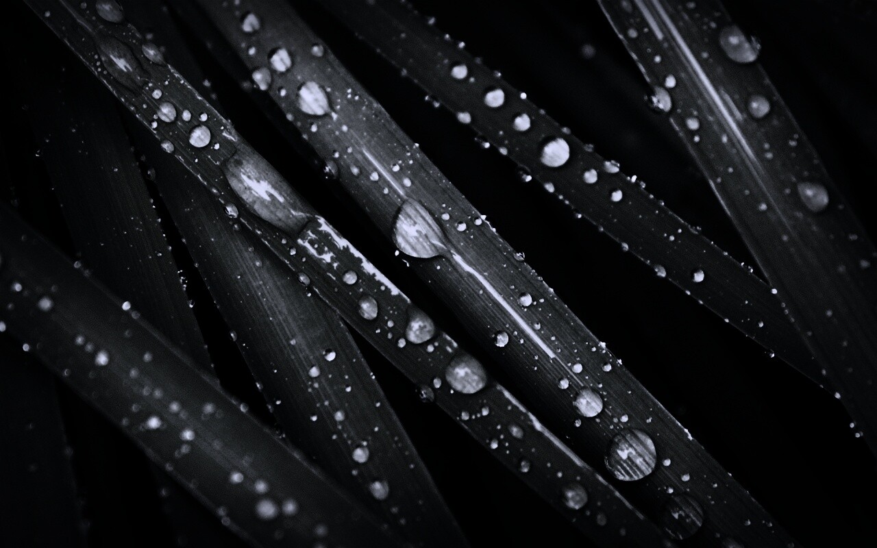 Капли на траве обои