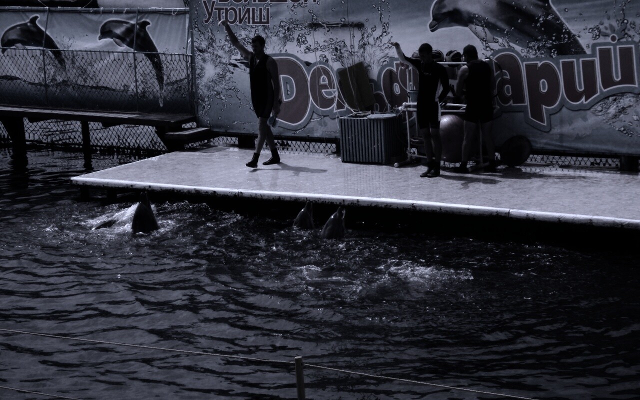 Утро в дельфинарии обои